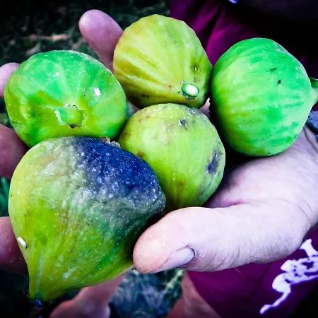 Farma Il Cuscino Nel Pagliaio *