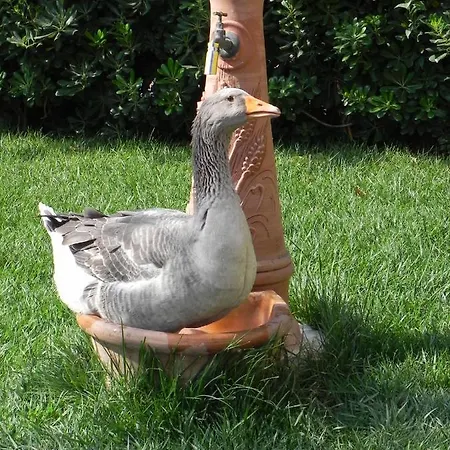 Il Cuscino Nel Pagliaio Farma Campiglia Marittima
